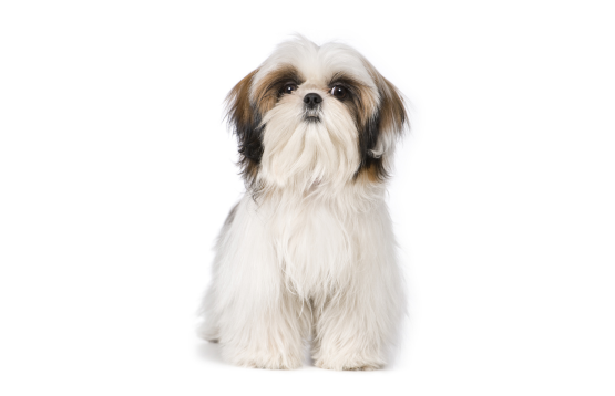 Shih Tzu dog